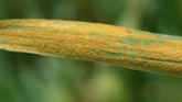 Identifying Stripe Rust in Wheat