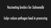 Vaccinating Broilers Against Salmonella Can Help Reduce Pathogen’s Prevalence at Processing