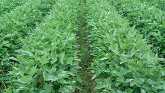 Post-Emerge Soybean Herbicides