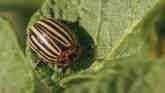 Ag Minute - Insects Can Be Harmful To Crops