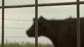 Cow-Calf Corner - Fenceline weaning 1...