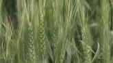 Increasing Protein In Wheat