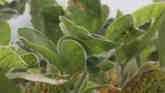 Soybean Pests & Hail Damage - Justin McMechan