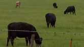 Cow-Calf Corner - Fenceline Weaning 1...