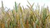 Lahoma - Developing Wheat Varieties