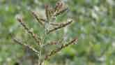 Weed of the Week - Barnyardgrass