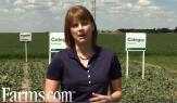 How to scout and manage sclerotinia stem rot