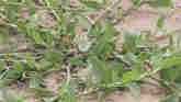 Weed of the Week - Common Knotweed