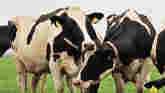 Vet Scripts - Horn Flies & Dairy Cows
