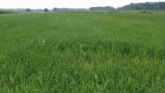 Options to Control Resistant Barnyardgrass