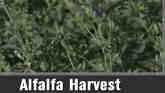 Harvesting Alfalfa in High Temperatures - Bruce Anderson