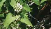 Weed of the Week - Honeyvine Milkweed
