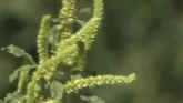 Palmer Amaranth Research - Dr. Aaron ...