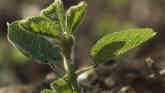 Determining Dicamba Soybean Injury Occurrence - Jim Specht