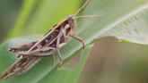 Protecting Crops From Grasshoppers