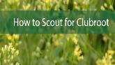  How to Scout for Clubroot
