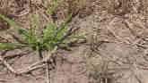 Winter Wheat Pre-Emerge Herbicides