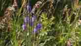 Weed of the Week - Hoary Vervain