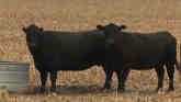 Nebraska Livestock Matrix - Steve Martin