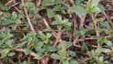 Weed of the Week - Prostrate Pigweed