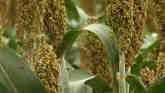 Sugarcane Aphids & Armyworm Pressure