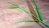 Weed of the Week - Broadleaf Signalgrass
