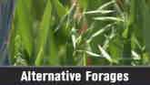 Alternative Forages - Daren Redfearn