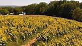 Sunflower Maze | Dakeyne Farm