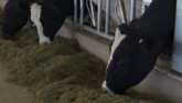Technology Enhancements in the Dairy Industry