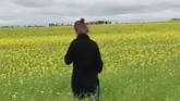  Canola scouting