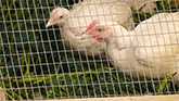 What Is Pasture Raised Chicken? - Nutrafarms