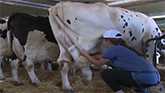 Canadian dairy a sticking point in NA...