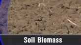 Above Soil Biomass - Paul Jasa