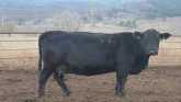 Cow-Calf Corner - Cull Cow Grading