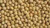Soybean Marketing in a Changing Climate: Background