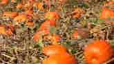 Pumpkins Broaden Viability of Illinois Growers