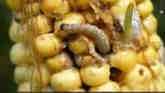 Corn Borers and Rootworms