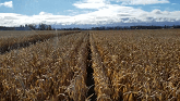 Corn Harvest - Lexion 750tt - 2018