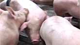 Sows in heat are stimulated by boar during artificial insemination