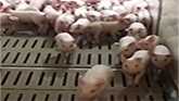 Moving newly weaned piglets using low...