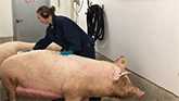 Sows getting a bath before giving birth