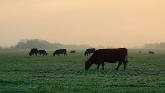 Cattle and Wheat Pasture