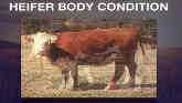 Cow-Calf Corner - Winter BCS Maintenance