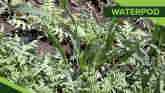 Weed of The Week - Waterpod