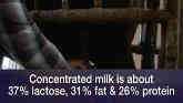 Beef Milk vs. Dairy Cow Milk