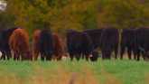 Cow-Calf Corner - How many heifers should you keep?