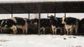 Managing Livestock in Winter