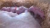 Just Born One Minute Old Piglets