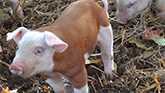 Hereford Pigs | Uniquely Coloured Hardy Hogs
