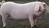 Yorkshire Pigs | The Corporate Pork Standard